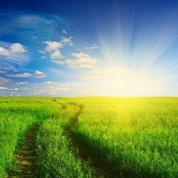Пазл: Летнее солнце