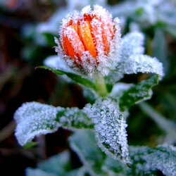 Пазл: Зимняя сказка