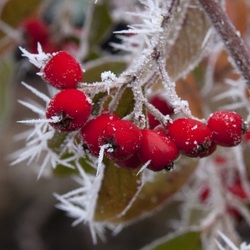 Пазл: Зимняя сказка