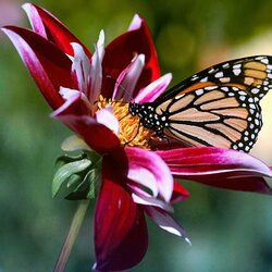 Пазл: Бабочка на георгине