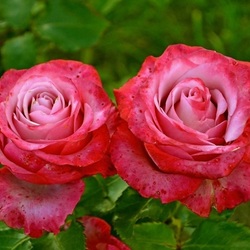 Пазл: Сентябрьские розы