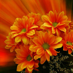 Пазл: Хризантемы