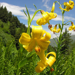 Пазл: В горах Кавказа