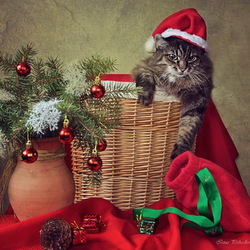 Пазл: Новогодний котик