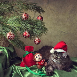 Пазл: Новогодний котик