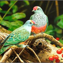 Пазл: Голубки