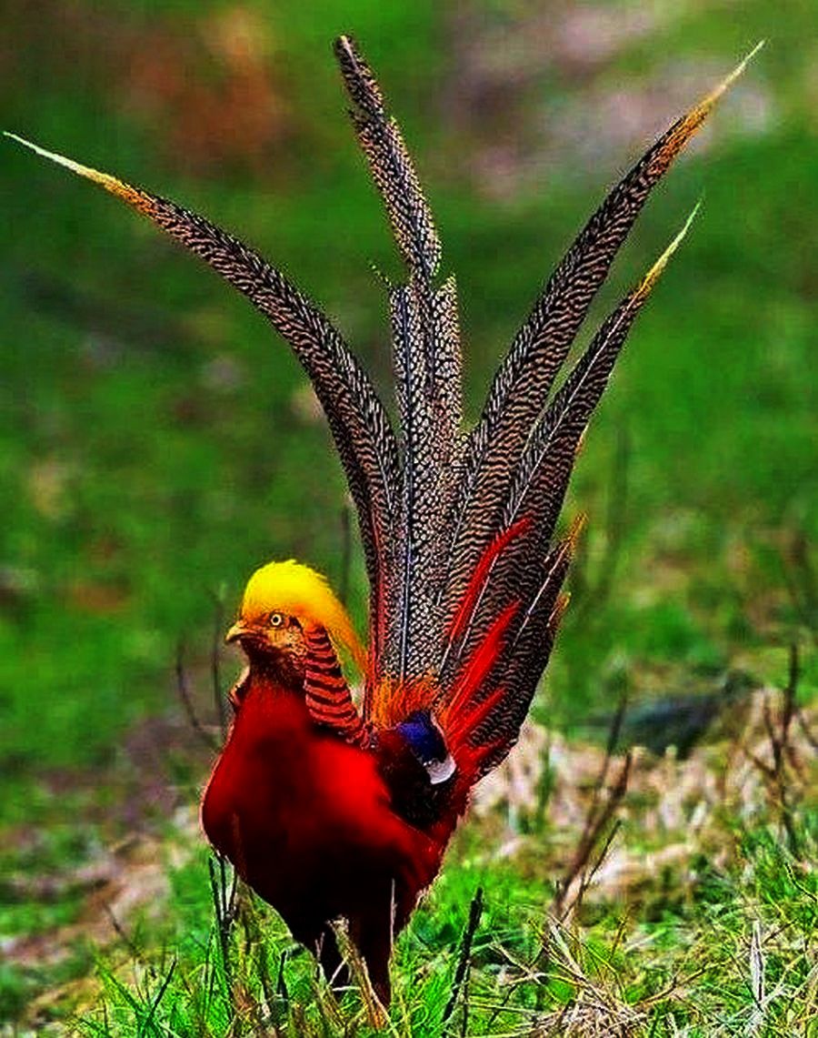 Фазан птица фазан
