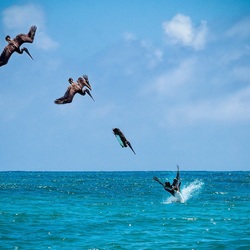 Пазл: Пикирование