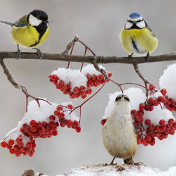 Пазл: Синички на рябине