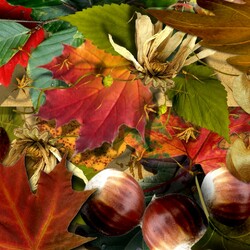 Пазл: Чудеса осени