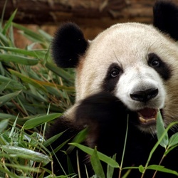 Пазл: Панда