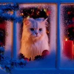 Пазл: В ожидании Санты