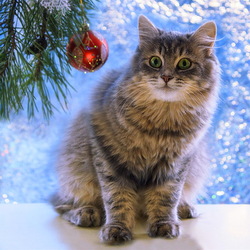 Пазл: Новогодний котик