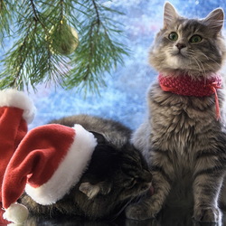 Пазл: Новогодние котики