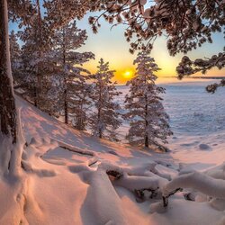Пазл: Зимний лес