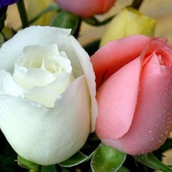 Пазл: Розочка и Беляночка