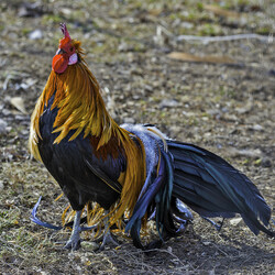 Пазл: Атаман