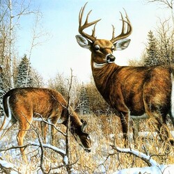 Пазл: Красота и грация