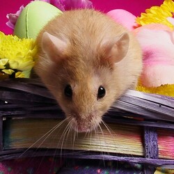 Пазл:  Любопытство – не порок