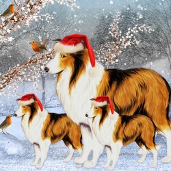 Пазл: Нарядные колли