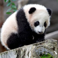 Пазл: Панда