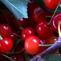 Пазл: Урожай 