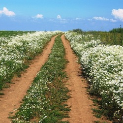 Пазл: Ромашковая дорога