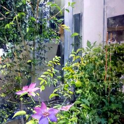 Пазл: Простая красота