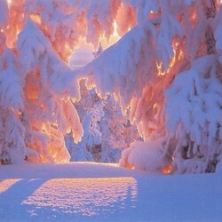 Пазл: Зимний лес