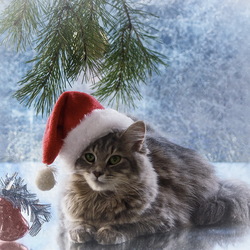 Пазл: Санта Мяу