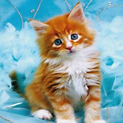 Пазл: Рыжий котенок