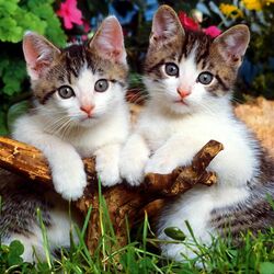 Пазл: Двойняшки