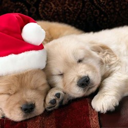 Пазл: Предпраздничный сон