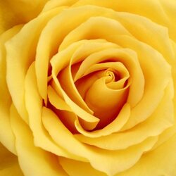 Пазл: Желтая роза