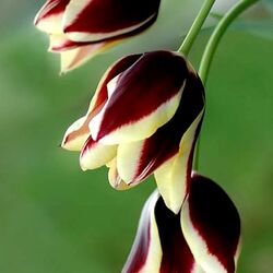 Пазл: Тюльпаны