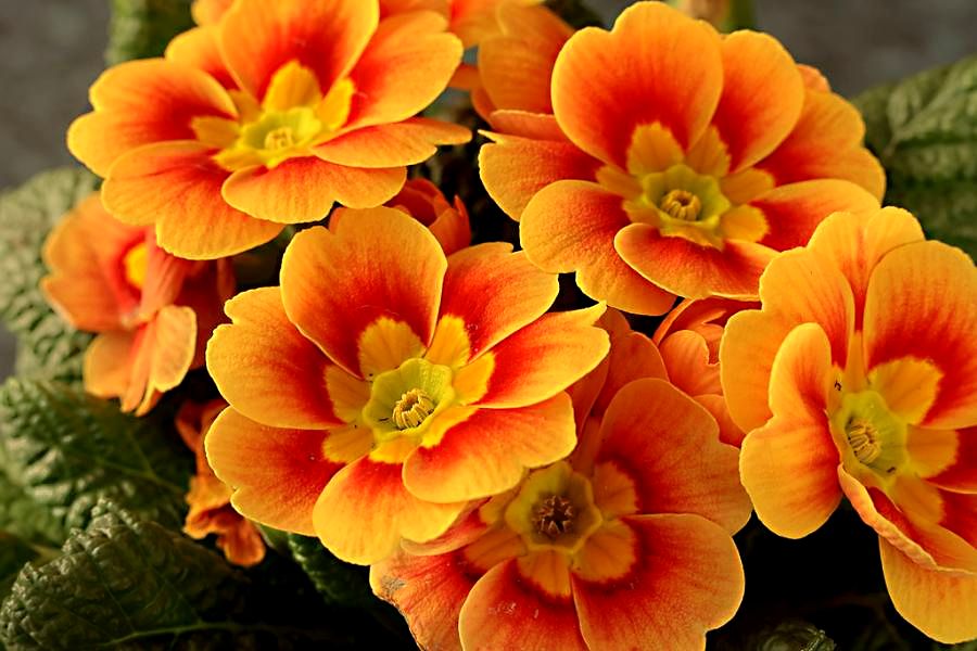 Оранжевые цветы - 85 фото