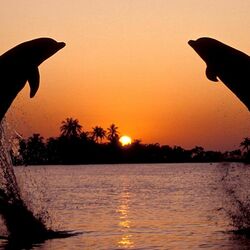 Пазл: Дельфины