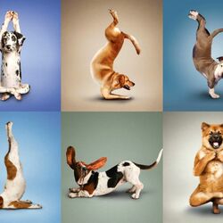 Пазл: Собаки -мастера йоги
