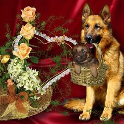 Пазл: Я с подарком к Вам пришел