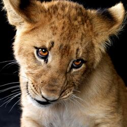 Пазл: Львенок