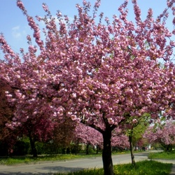 Пазл: Сакуры цветут