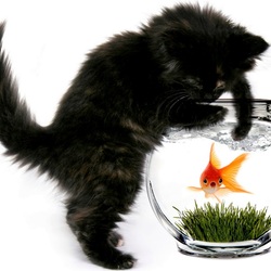 Пазл: Котенок