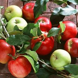 Пазл: Спелые яблоки