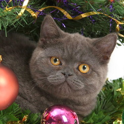 Пазл: Новогодний котик