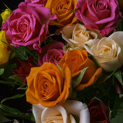 Пазл: Розы