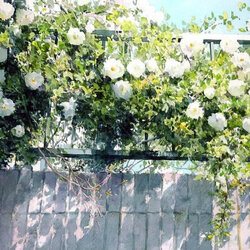 Пазл: Белые розы