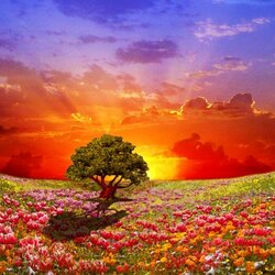 Пазл: В долине цветов