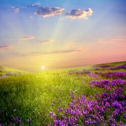 Пазл: По  утренней заре