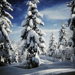 Пазл: Зимний лес