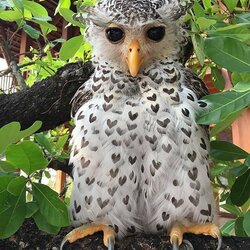 Пазл: Непальский филин 